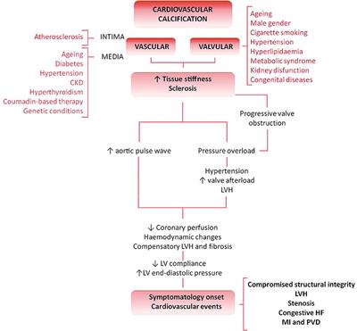 Cell Sources for Tissue Engineering Strategies to Treat Calcific Valve Disease